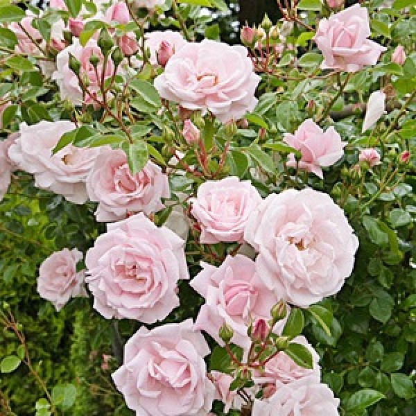 Climbing Rose White Seeds - Pack of 5 Seeds